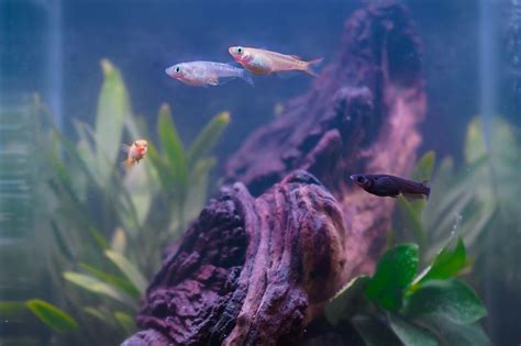Care Guide for Medaka Rice Fish .